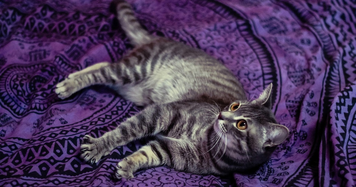 Il vero motivo per cui il tuo gatto si sdraia dove tu ti siedi