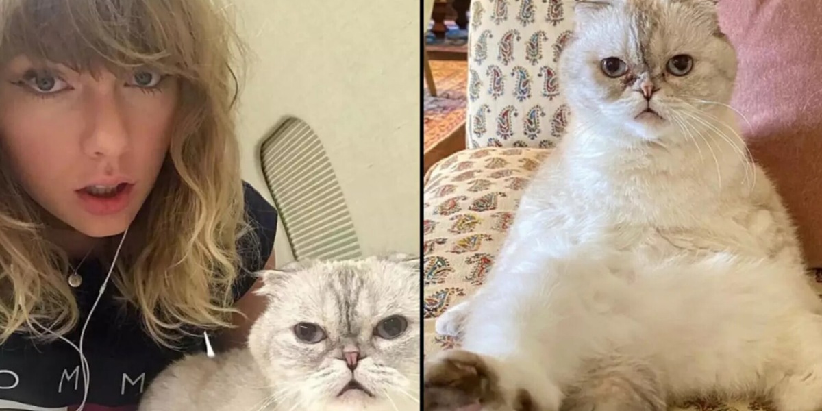 Taylor Swift ha una gatta milionaria, il suo patrimonio è incredibile!
