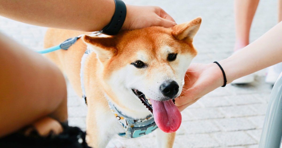 Come salutare un cane nel modo migliore: "Tieni sempre la mano sotto..."