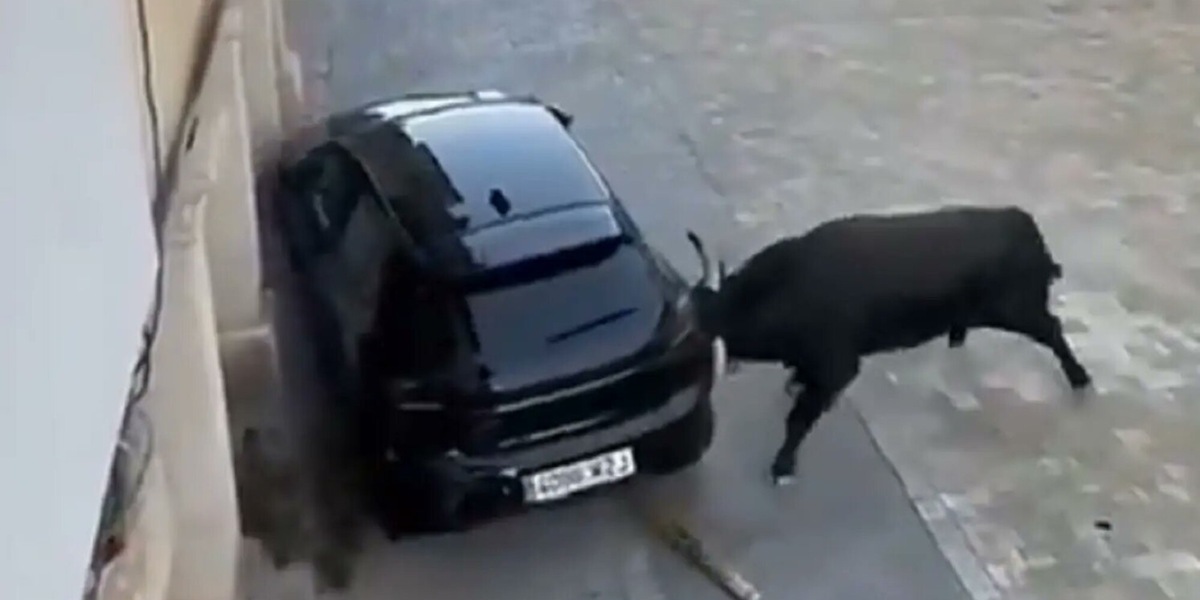 Toro a tutto gas, solleva e distrugge un'auto a cornate: cosa è successo