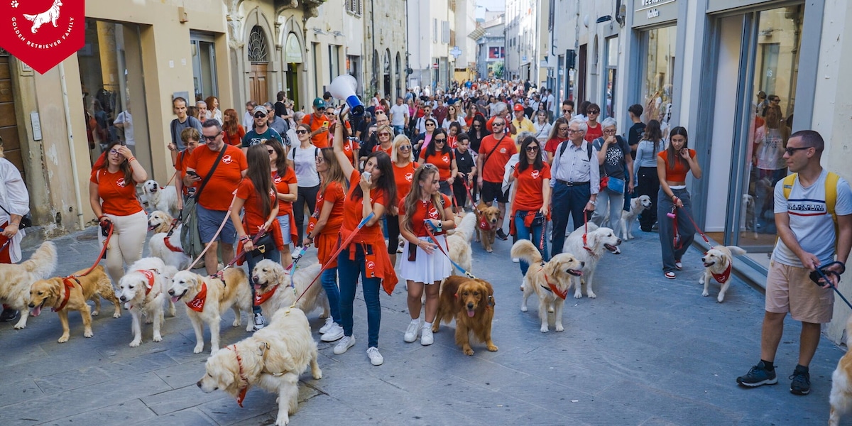 Invasione di Golden Retriever ad Arezzo: festa in città per un evento speciale