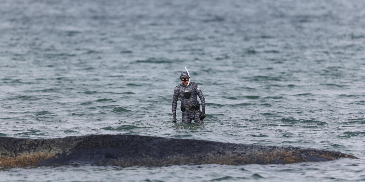 Nuovo tentativo di salvataggio della balena incagliata nel mar Baltico