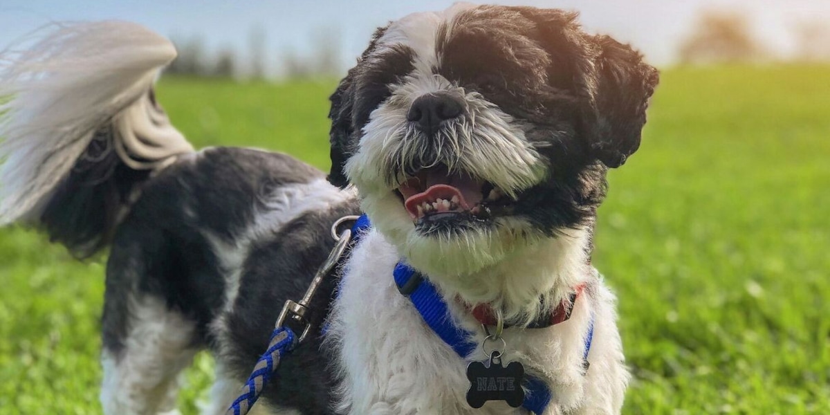 Perché il cane “si comporta peggio” in primavera? Il motivo dei guinzagli tirati e le continue distrazioni