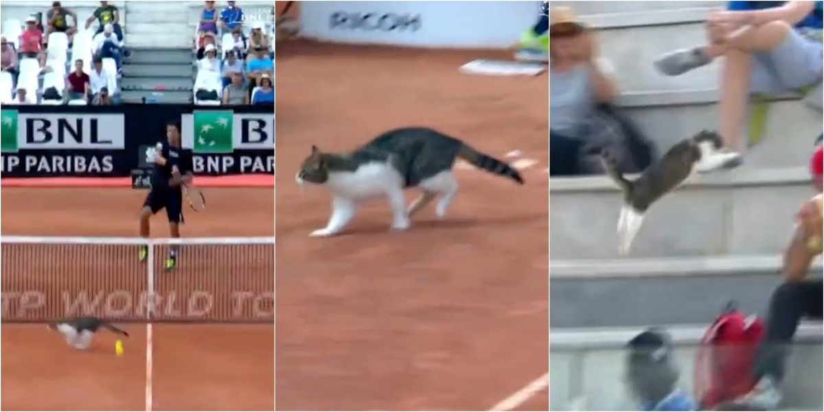 Il fuoriprogramma che non ti aspetti agli Internazionali d'Italia: un gatto entra in campo!