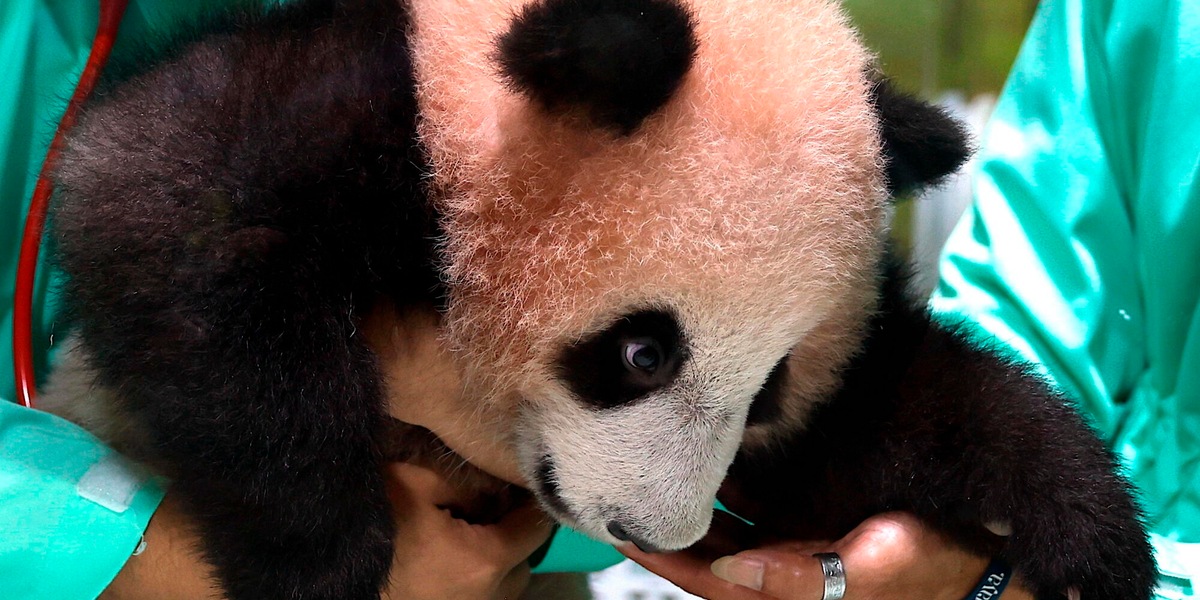 Il primo panda gigante in Indonesia pronto a incantare il pubblico