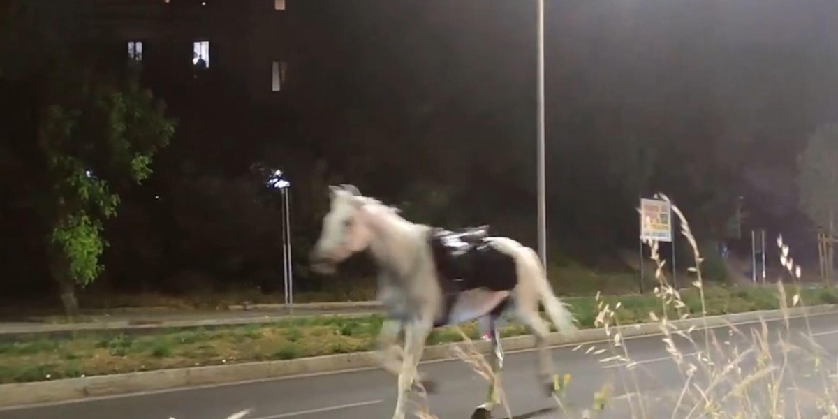 Cavalli in fuga, i vigili coinvolti saranno esclusi dai servizi operativi