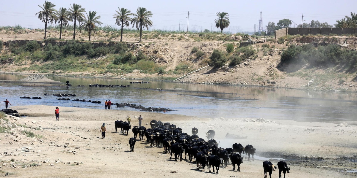 Giornata contro la desertificazione, il tema è la tutela dei pascoli