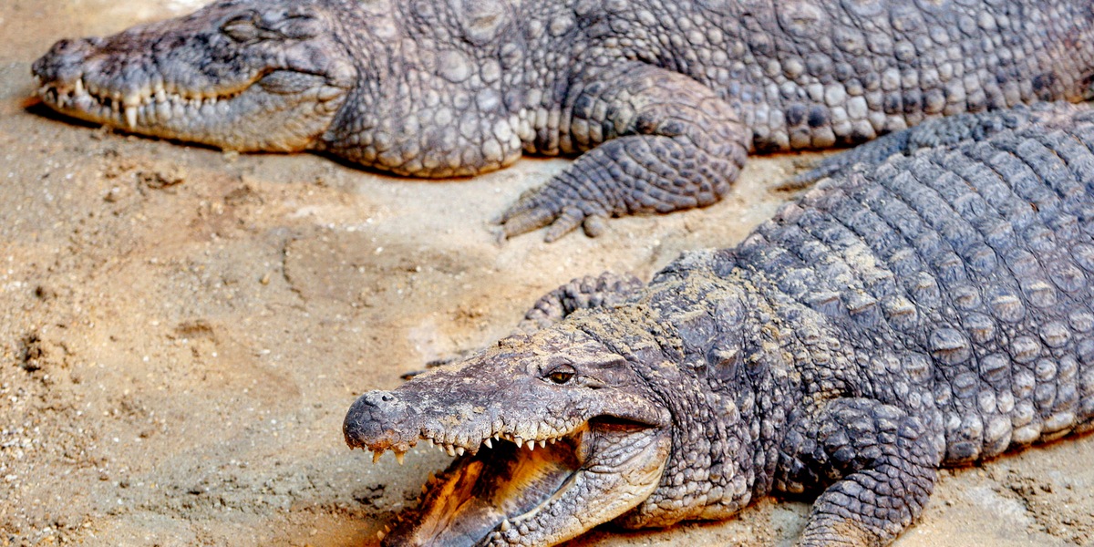 Spinge bambino nel recinto dei coccodrilli in uno zoo, 30enne arrestato in Gb