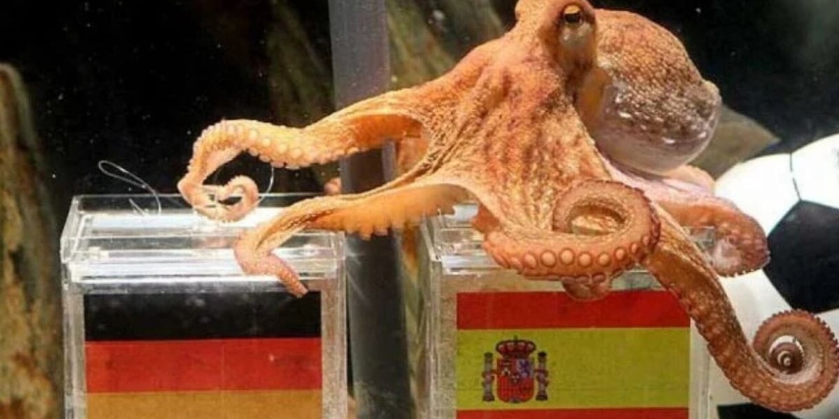 Che fine ha fatto il polpo Paul, che ai Mondiali 2010 ha predetto la vittoria della Spagna