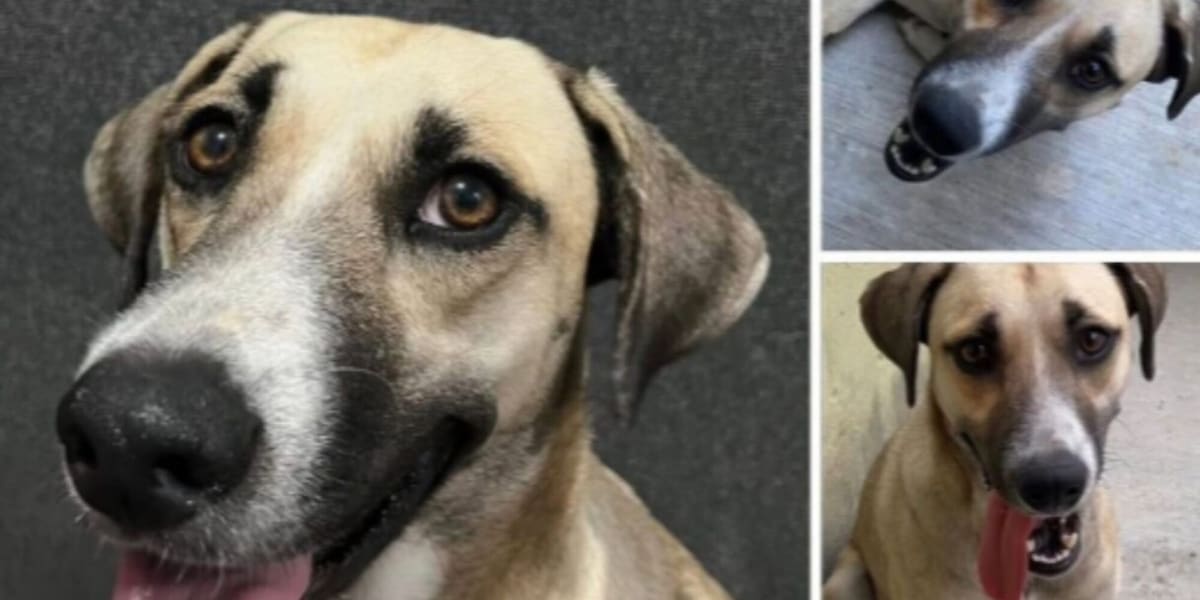 L'emozionante storia della cagnolina scomparsa e ritrovata grazie ai Mondiali 2026