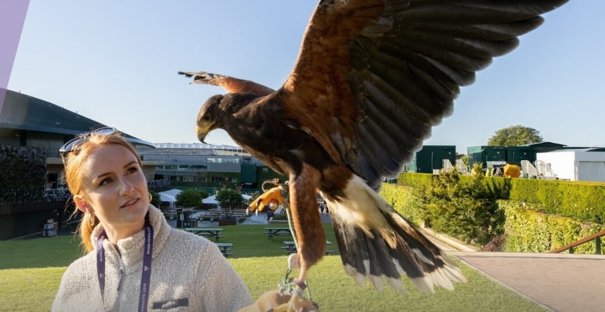 Perché ogni mattina un falco sorvola Wimbledon? La risposta sorprende