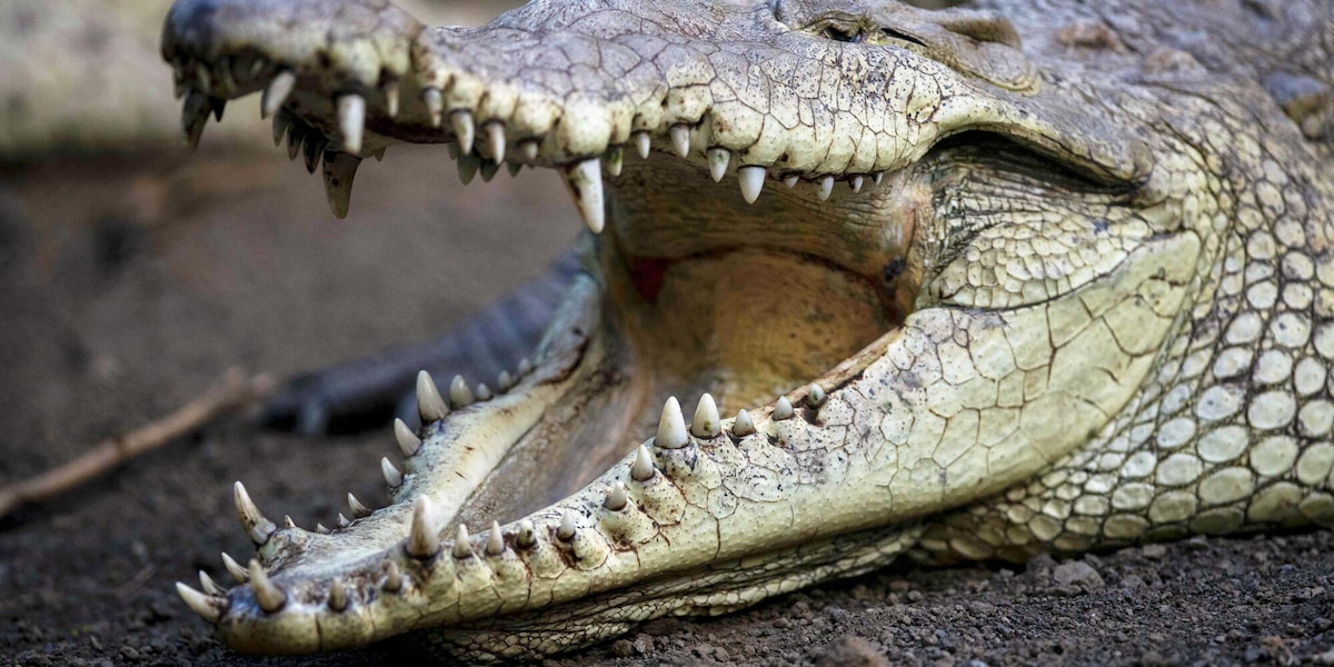 Ben Gvir vuole i coccodrilli attorno alle carceri con detenuti palestinesi