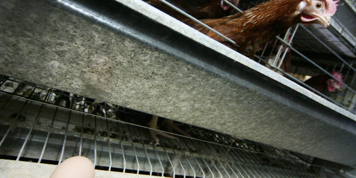 Rischio salmonella, ritirati dai supermercati Usa 19 milioni di uova