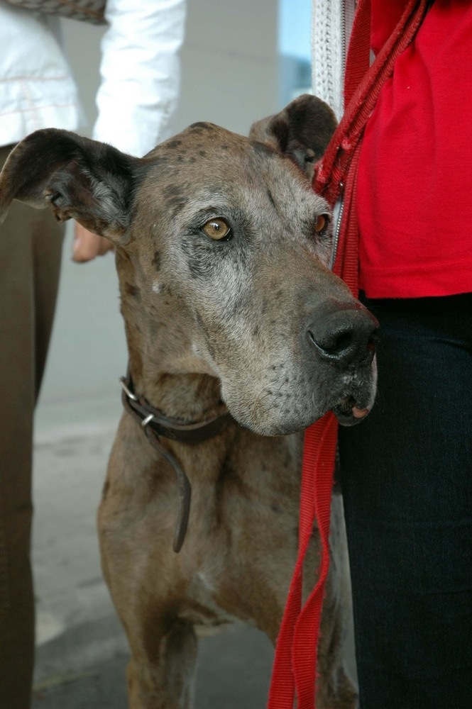 Ita Airways lancia servizio 'Large Dog On Board' per cani di grossa taglia