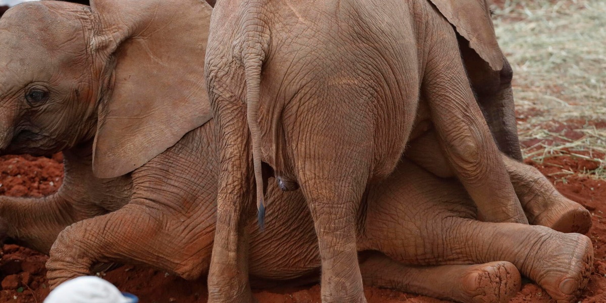 Elefanti morti in Kenya, forse avvelenati da una sostanza tossica