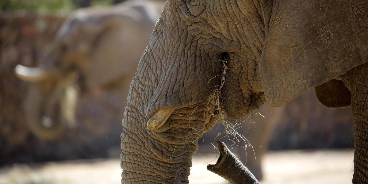 In Sudafrica si dibatte sul destino degli ultimi tre elefanti ospitati in uno zoo