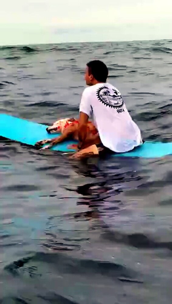 Il commovente saluto del surfista al suo cane Thai sulla tavola in mare