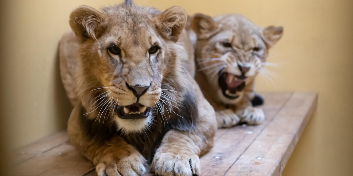 Ucrania: El león rescatado de la guerra en Ucrania y llevado a EEUU está enfermo