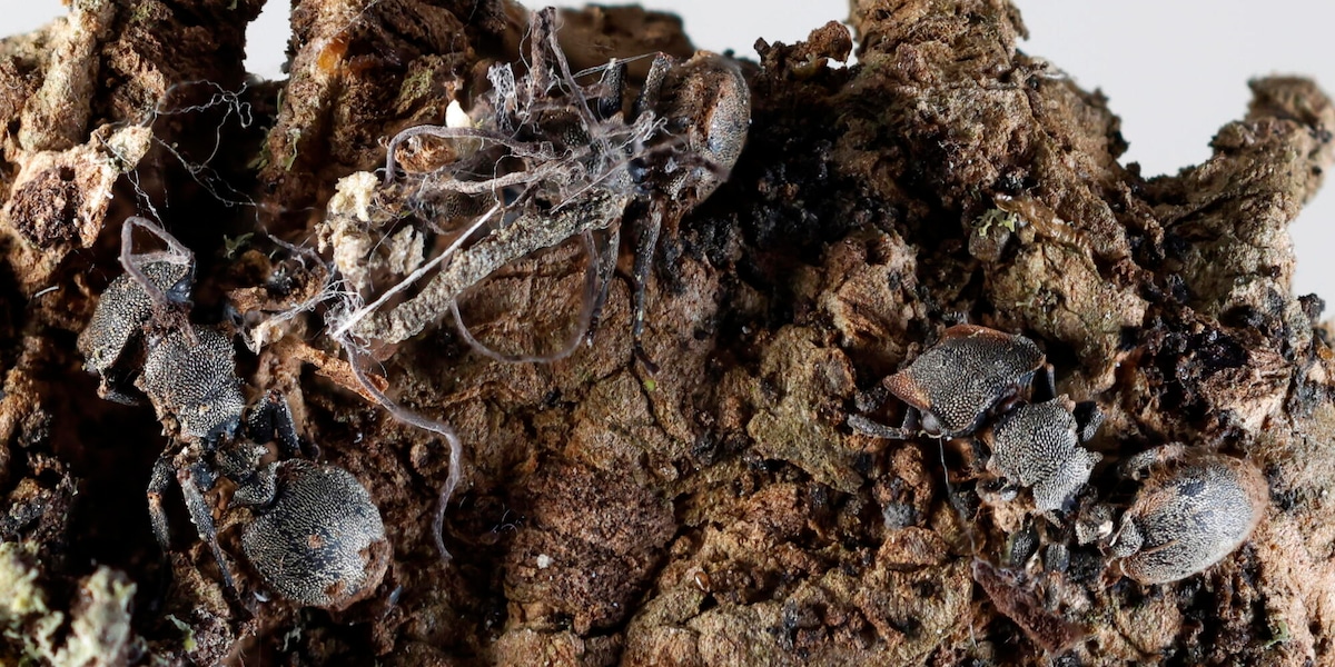 Scoperti in Messico sei 'funghi zombi' che infettano formiche e ragni