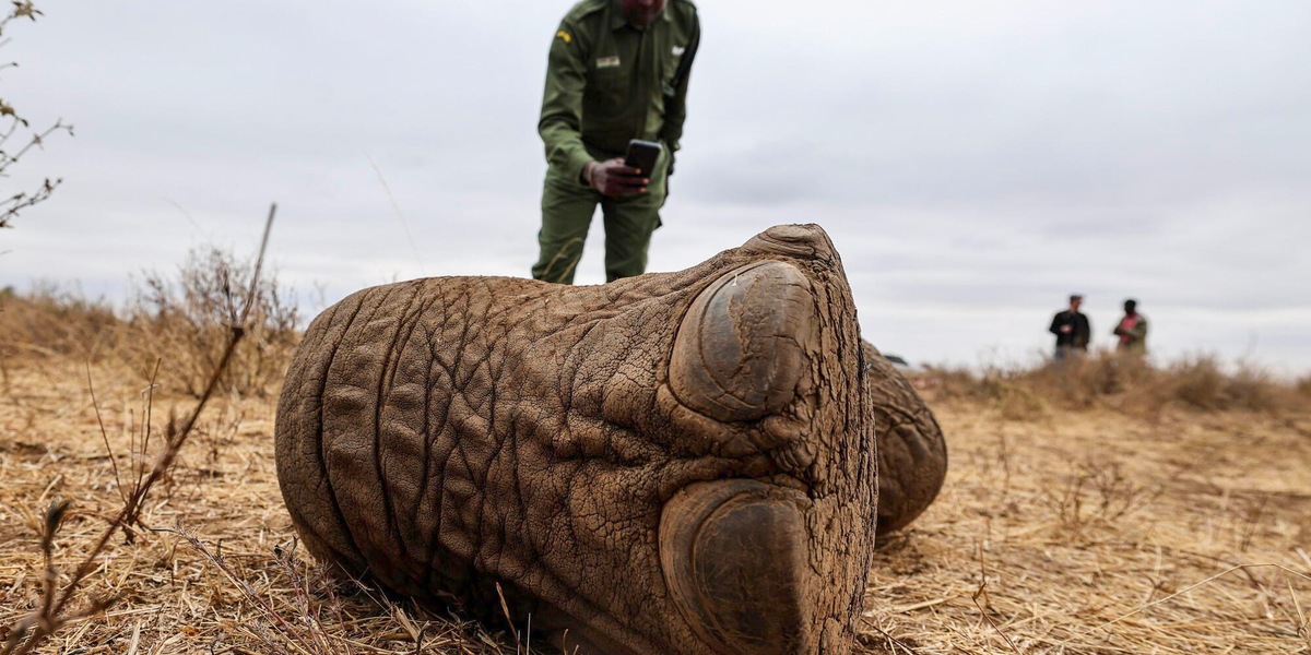 Elefanti avvelenati in Kenya, arrestati due agricoltori