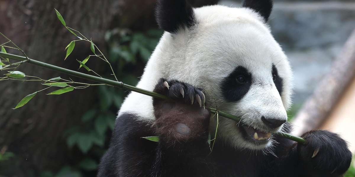 Due panda giganti dalla Cina in volo verso uno zoo negli Usa