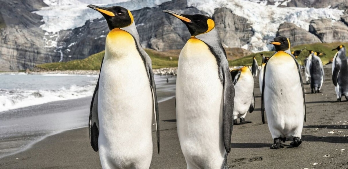 "Cerchiamo personale per contare i pinguini in Antartide", stipendio da 2.500 euro, vitto e alloggio inclusi