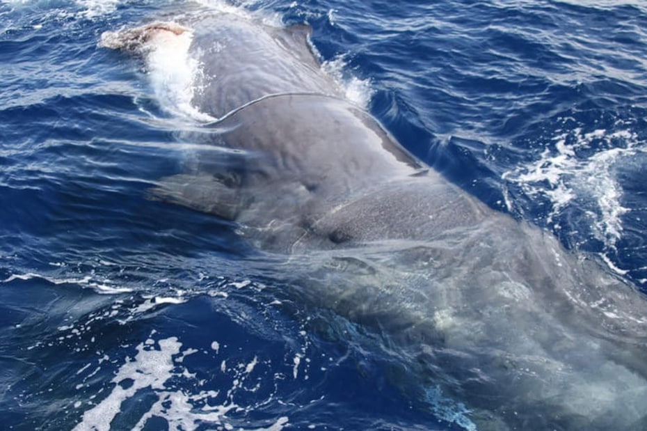 Tre capodogli avvistati nel Mar Ligure