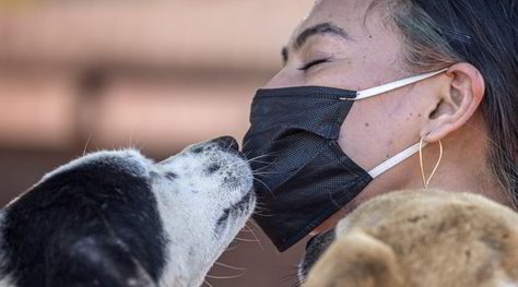 Covid, già negativa la barboncina contagiata: "Nessun pericolo per l'uomo"