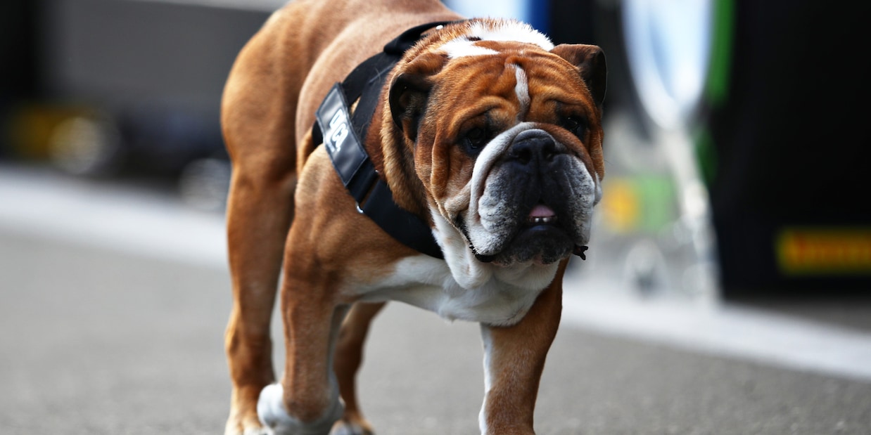 Spagna, gli animali domestici saranno legalmente considerati membri della famiglia