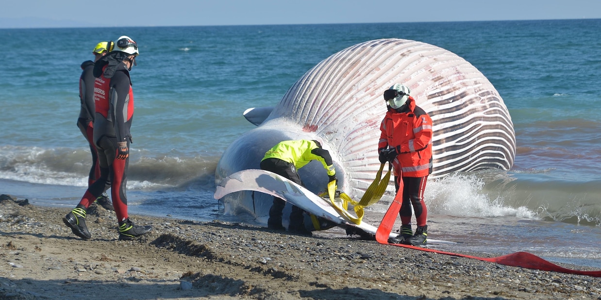 Balena da 50 tonnellate esplode in mezzo al traffico!