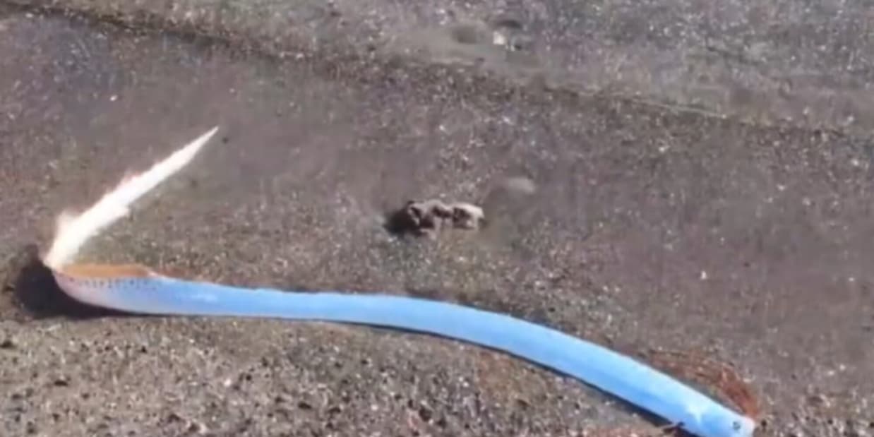 Trovato pesce dell'Apocalisse a riva: è il segno di una grande catastrofe in arrivo