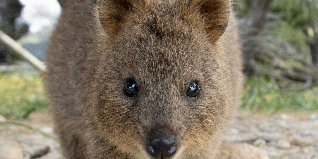 È l'animale più felice del mondo ma è in grave pericolo di estinzione