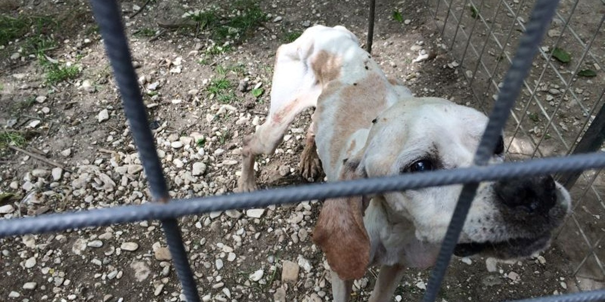 
            
            Enpa, da gennaio 3.441 procedimenti maltrattamento animali
          