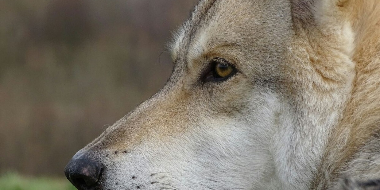 In Grecia un ritrovamento senza precedenti che può cambiare il legame tra cane e lupo
 