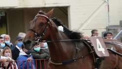 #29/11/2020 Ippicanews