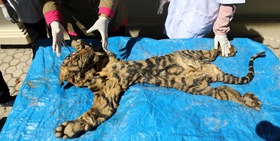 Indonesia, confiscata una pelle di tigre