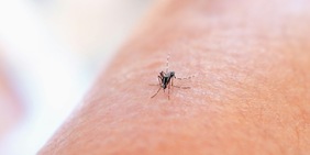 Cosa mangiare per non essere punti dalle zanzare: 6 cibi top