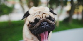 Come capire se il tuo cane è stressato: i segnali da non sottovalutare