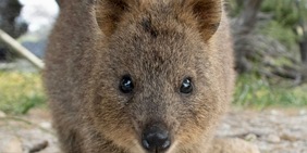 È l'animale più felice del mondo ma è in grave pericolo di estinzione