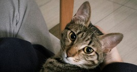 Il tuo gatto ti dice "ti amo" con questi 10 gesti