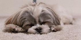 Come salutano i cani prima di morire, i segnali da osservare