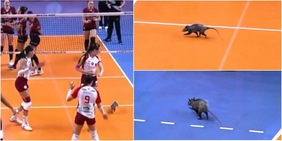 Opossum entra in campo all'improvviso: la reazione terrorizzata delle pallavoliste diventa virale