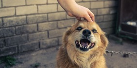 Il gesto del tuo cane che rivela se si fida davvero di te