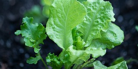 La NASA coltiva lattuga su Marte, il risultato è un problema per Elon Musk