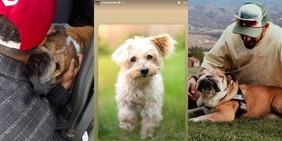 Nuovo lutto per la famiglia Hamilton, dopo l'addio a Roscoe muore anche Oscar