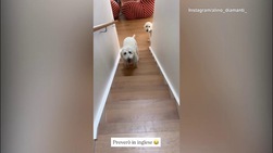 Diamanti, che risate coi cani: ma che lingua parlano?