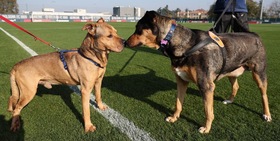 "Un gol per loro": il Bologna adotta a distanza due cani dei canili