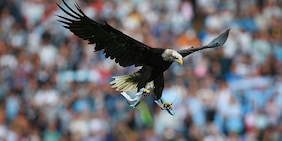 La Lazio annuncia la nuova aquila. In Senato presentata la "Legge Bove"