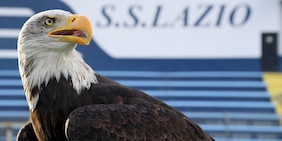 Un'altra aquila a Formello: il nome e chi è il nuovo falconiere. Ma non potrà volare prima di Lazio-Lecce...