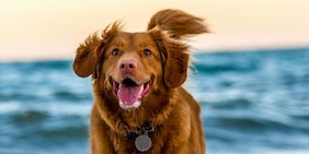 Come far vivere più a lungo il cane, 10 cose da fare subito